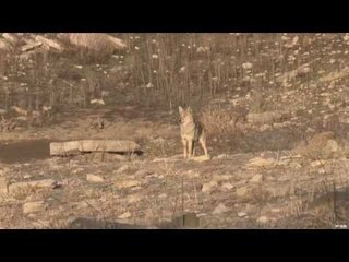 Hunting Coyote in Albany