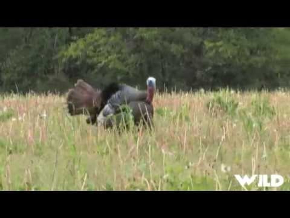 Hunting Swinging Longbeards