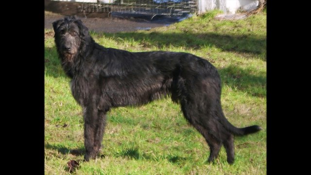 ТОП-5 ПОРОД СОБАК СИЛЬНЕЕ ВОЛКА - СОБАКИ ВОЛКОДАВЫ!