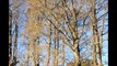 About Bald Cypress Trees   as seen in North Carolina