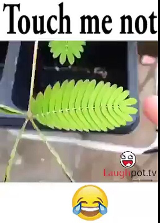 Funny video touch me not