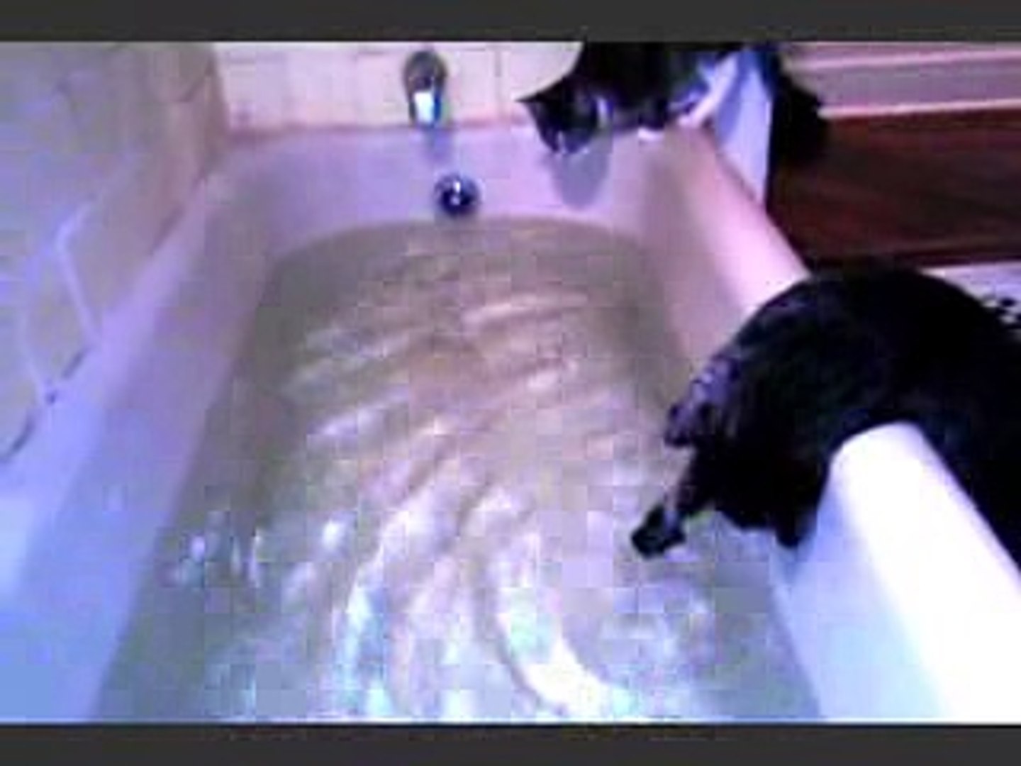 Cat Falls Into Bath Tub Video Dailymotion