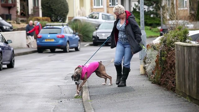 Ce chien est un écolo qui recycle les bouteilles plastique