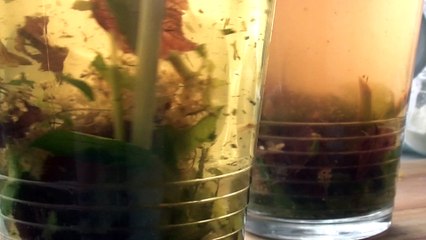 Morning herbal tea  | Chilli Regulus