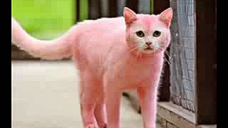 Cute Little Pink Cat Awesome