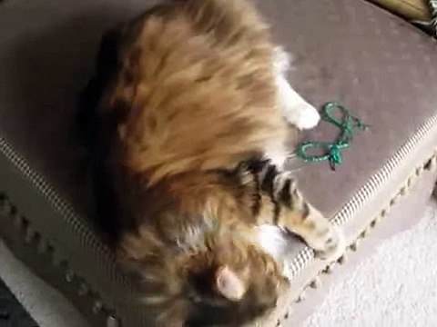 Кот мейн кун поет с хозяйкой!