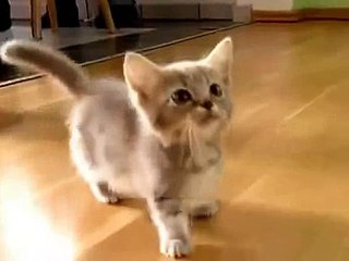 Котенок кричит маму и внимания к себе!