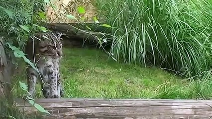 Красивый кот пришел порыбачить