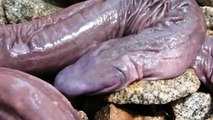 Top 10 Mysterious Deep Sea Creatures Caught On Camera