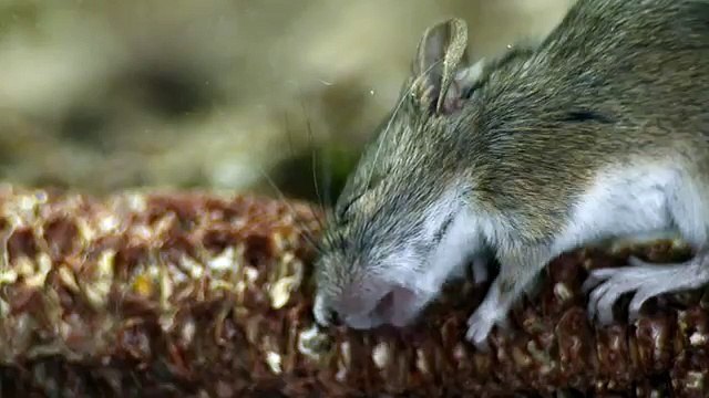 House mouse drinking water. Мышь домовая пьет воду.