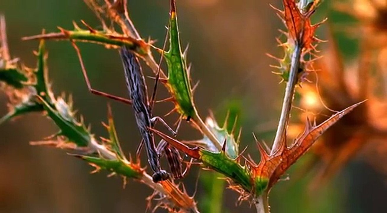 Mantis and sun. Богомол и солнце.