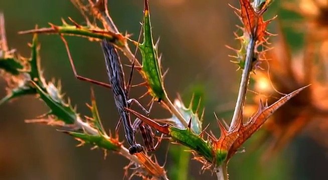 Mantis and sun. Богомол и солнце.