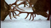 Red deers and snow. Олени и снег.