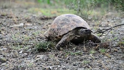 Spur-thighed tortoise (Testudo graeca). Motion.