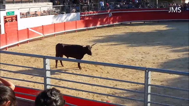 AIMARGUES-Un taureau jeune qui s'envole-course camarguaise-Juillet 2015-(A young bull that flies in the Camargue race of Aimargues in 2015).