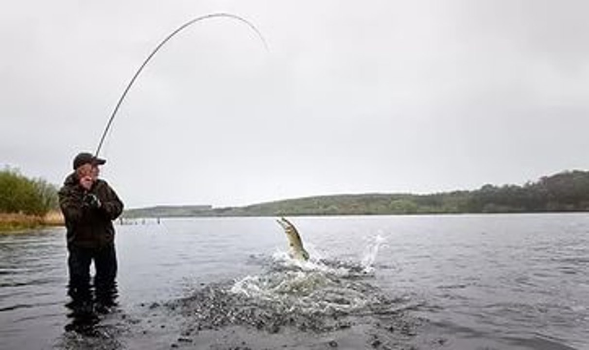 Huge perch and pike trolling. What a nice fishing !!!