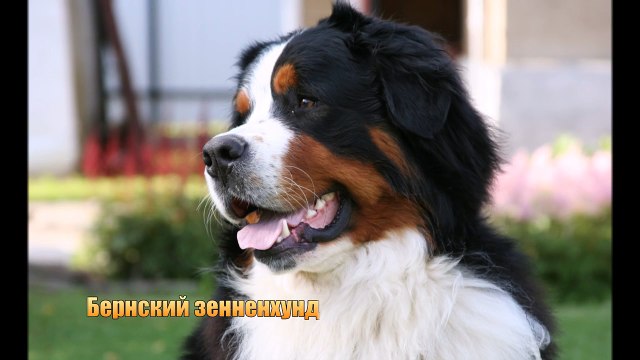 ТОП-10 САМЫХ КРАСИВЫХ ПОРОД СОБАК В МИРЕ