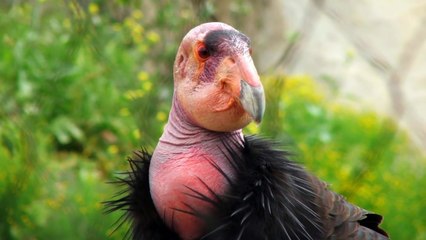 Top 10 Most Strange Looking Birds In Animal Kingdom
