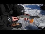 Icefishing For White Fish Of Green Bay