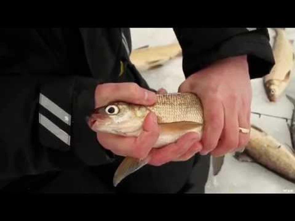 Ice Fishing for Pelagic fish With Tom Gruenwald