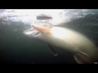 Ice Fishing For Lake Trout