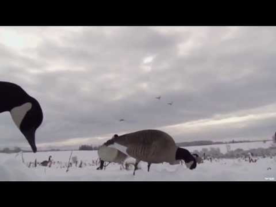 Ontario Geese Hunting video Dailymotion