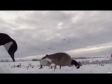 Ontario Geese Hunting