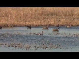 Duck Hunting In Africa