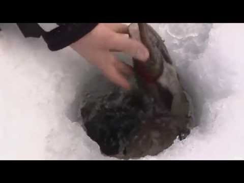 Ice Fishing For Trout Part 2