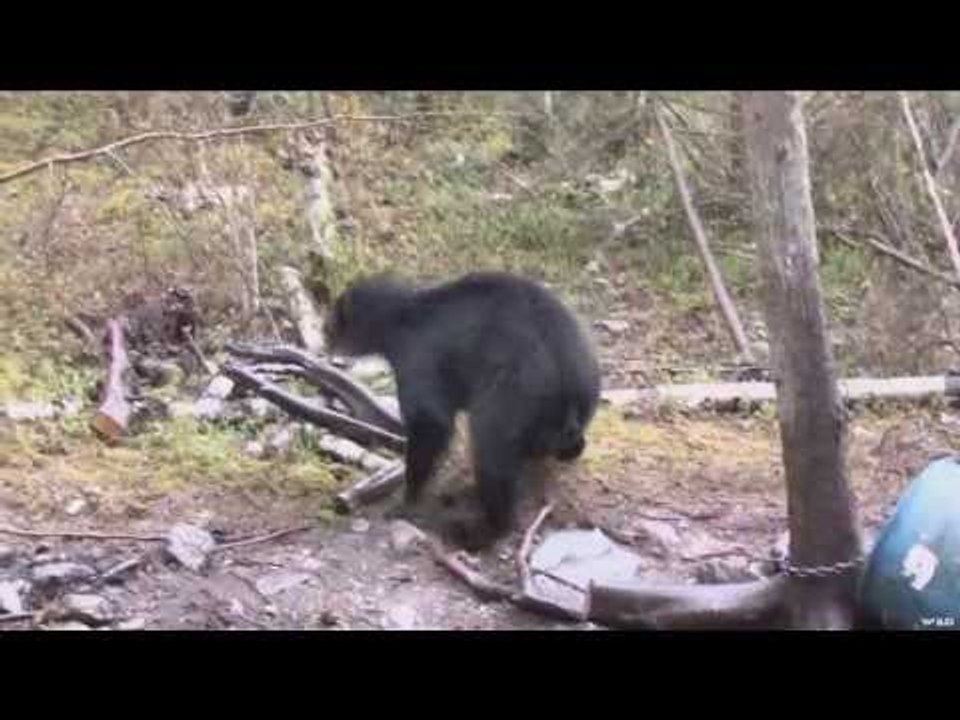 Black Bear Hunt
