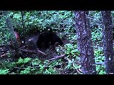 Hunting Bear with Hitmen Canada