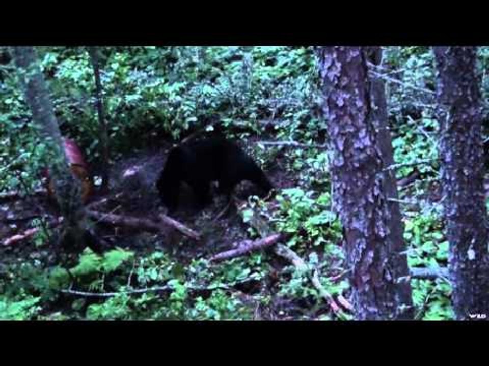 Hunting Bear with Hitmen Canada