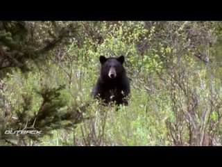 Hunting Bear In BC Part 2