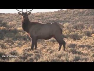 Hunting Elk In Wyoming
