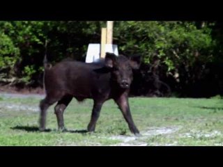 Hunting Wild Boar in BC