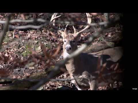 Deer Hunting in New Hampshire