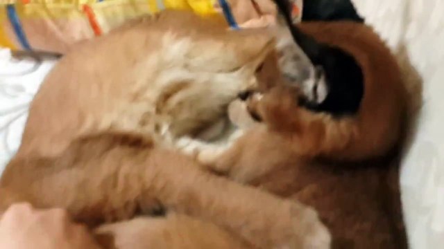 Милые каракалы