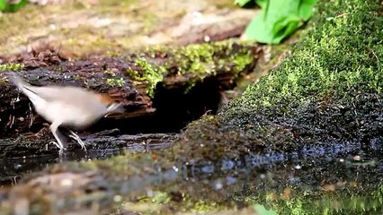 Wildlife Belarus - 2015. Film Studio  AVES .