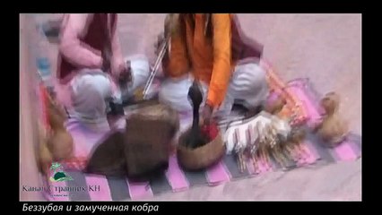 Индия- Заклинатель змей- Беззубая кобра