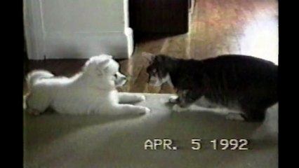 Cat Teaches Dog To Roll Over