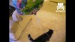 Cat Tries To Fly With Balloon Tied To His Back