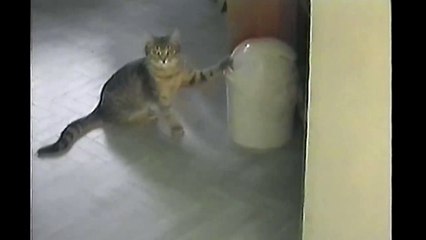 Cat Vs. Trashcan