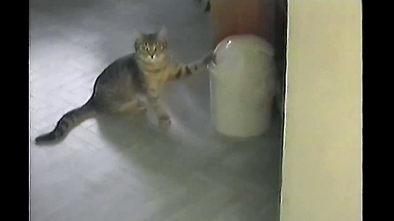 Cat Vs. Trashcan