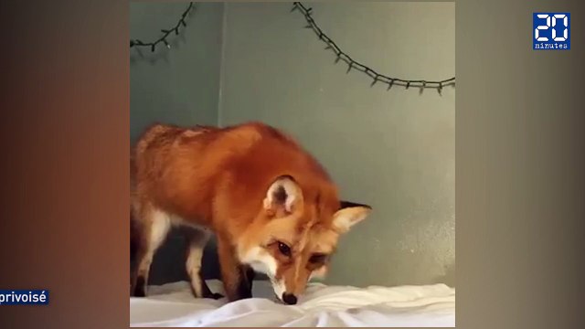 Adorable : ce renard confond des draps blancs avec de la neige