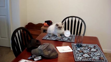 Cats Losing Their Balance - Compilation