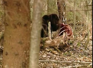 Волк и медведь. Лай волка. Wolf and bear. Barking wolf.