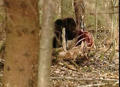 Волк и медведь. Лай волка. Wolf and bear. Barking wolf.