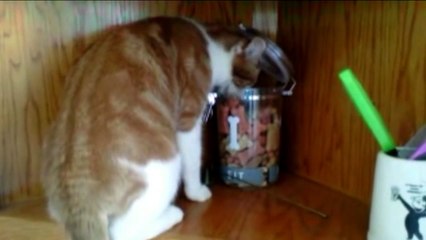 Cats Stealing Stuff - Compilation