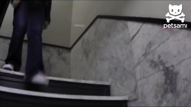 Chihuahua climbs down stairs on two legs