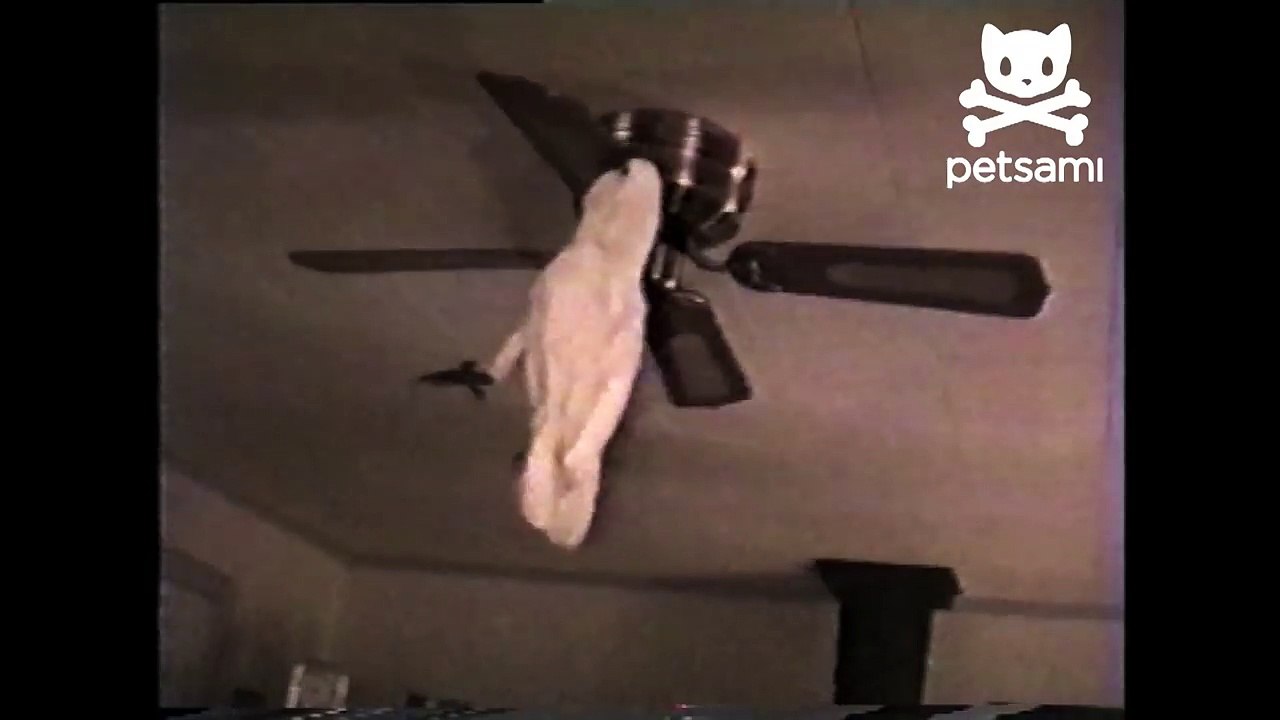 Cockatoo takes a ride on a ceiling fan